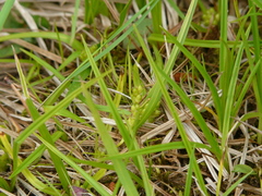 Carex conoidea