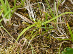 Carex conoidea