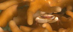 Tetralia glaberrima