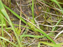 Carex conoidea