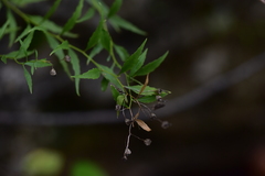 Campanula waldsteiniana