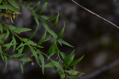 Campanula waldsteiniana