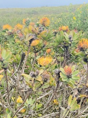 Leucospermum praecox