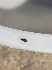 Oxycarenus hyalinipennis