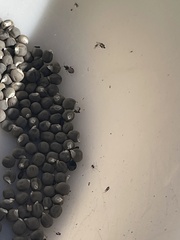 Oxycarenus hyalinipennis