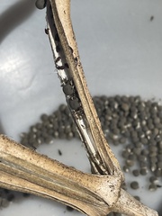 Oxycarenus hyalinipennis