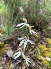 Caladenia cucullata