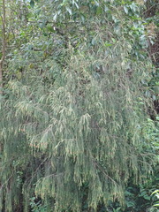 Passerina falcifolia