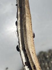 Oxycarenus hyalinipennis