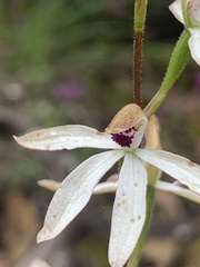 Caladenia cucullata
