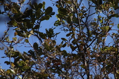Poecile sclateri