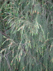 Passerina falcifolia