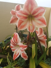 Hippeastrum reticulatum