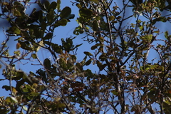 Poecile sclateri
