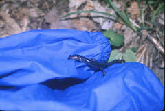 Plethodon jordani