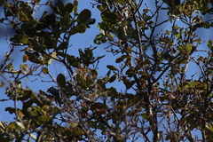 Poecile sclateri