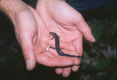 Plethodon jordani