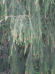 Passerina falcifolia