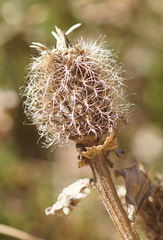 Centaurea phrygia pseudophrygia