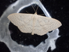 Scopula optivata