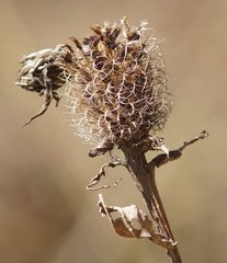 Centaurea phrygia pseudophrygia