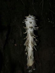 Podaxis