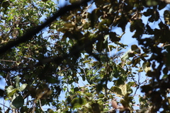 Oreothlypis superciliosa