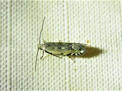 Battaristis concinnusella