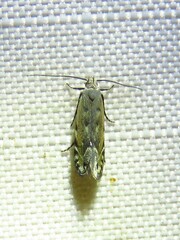 Battaristis concinnusella