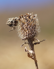 Centaurea phrygia pseudophrygia