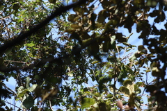 Oreothlypis superciliosa