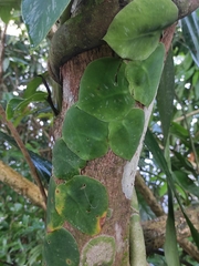 Monstera tuberculata