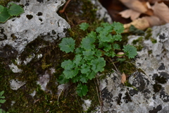 Campanula fenestrellata fenestrellata