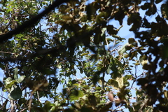 Oreothlypis superciliosa