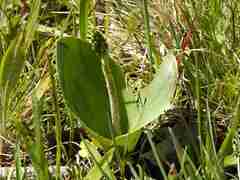 Neottia ovata