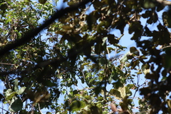 Oreothlypis superciliosa