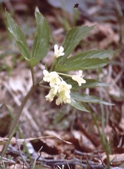 Cardamine enneaphyllos