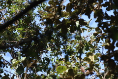 Oreothlypis superciliosa