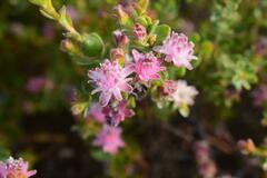 Diastella divaricata divaricata