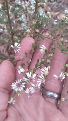 Symphyotrichum lateriflorum