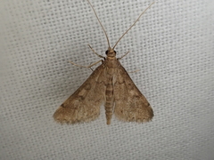 Steniini