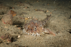 Pogge photo 4
