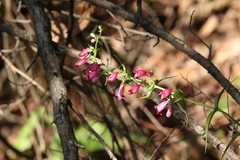 Penstemon roseus