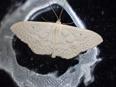 Scopula optivata
