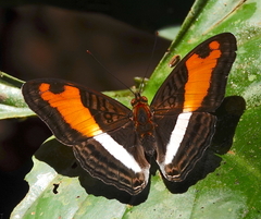 Adelpha cocala cocala