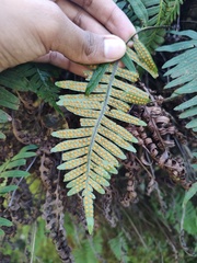 Polypodioideae