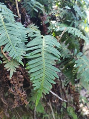 Polypodioideae
