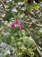 Malva assurgentiflora