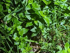 Tradescantia zebrina