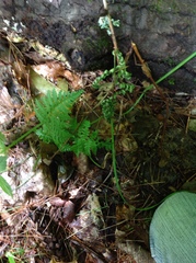 Dryopteris intermedia